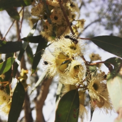 Eucalyptus sp. (A Gum Tree) at Curtin, ACT - 15 Dec 2019 by HiHoSilver