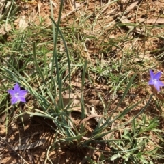 Wahlenbergia sp. (Bluebell) at Yarralumla, ACT - 22 Apr 2020 by HiHoSilver