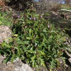 Solanum cinereum (Narrawa Burr) at Red Hill Nature Reserve - 3 Jun 2020 by JackyF