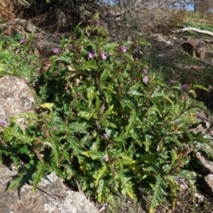 Solanum cinereum (Narrawa Burr) at Deakin, ACT - 3 Jun 2020 by JackyF