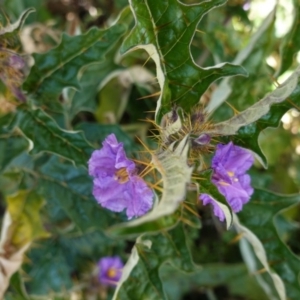 Solanum cinereum at Deakin, ACT - 3 Jun 2020