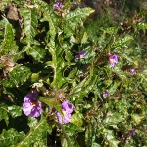 Solanum cinereum at Deakin, ACT - 3 Jun 2020