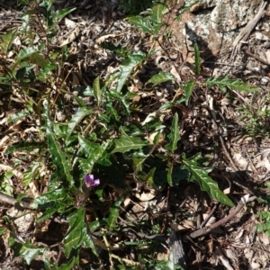 Solanum cinereum at Deakin, ACT - 3 Jun 2020