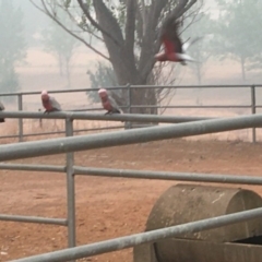 Eolophus roseicapilla (Galah) at Curtin, ACT - 5 Jan 2020 by HiHoSilver