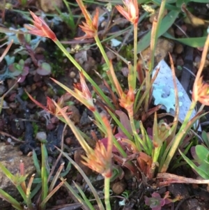 Juncus capitatus at Majura, ACT - 7 Jun 2020