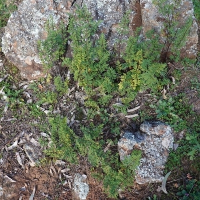 Cheilanthes sieberi (Rock Fern) at Red Hill Nature Reserve - 3 Jun 2020 by JackyF