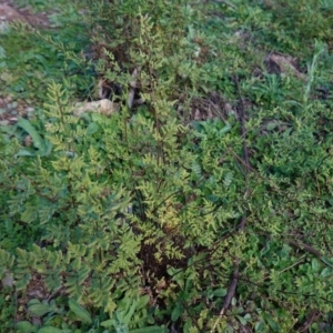 Cheilanthes sieberi at Red Hill, ACT - 3 Jun 2020