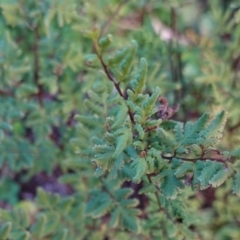 Cheilanthes sieberi at Red Hill, ACT - 3 Jun 2020