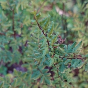 Cheilanthes sieberi at Red Hill, ACT - 3 Jun 2020