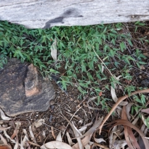 Einadia nutans at Red Hill, ACT - 3 Jun 2020 11:13 AM