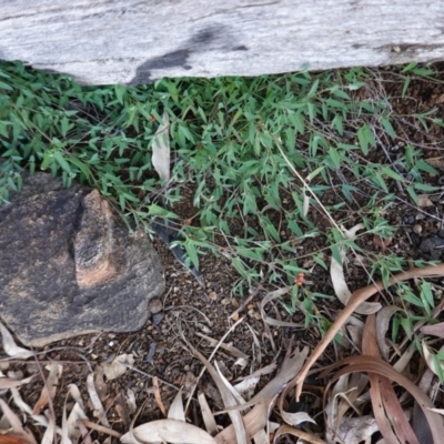 Einadia nutans (Climbing Saltbush) at Red Hill Nature Reserve - 3 Jun 2020 by JackyF