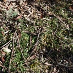 Einadia nutans at Red Hill, ACT - 3 Jun 2020 11:13 AM