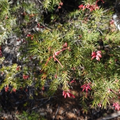 Grevillea sp. (Grevillea) at Red Hill Nature Reserve - 3 Jun 2020 by JackyF