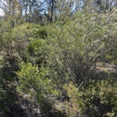 Grevillea sp. at Red Hill, ACT - 3 Jun 2020