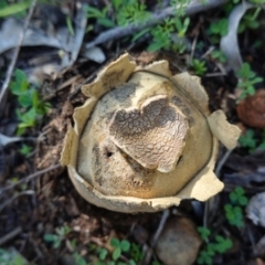 Scleroderma sp. (Scleroderma) at Red Hill Nature Reserve - 3 Jun 2020 by JackyF