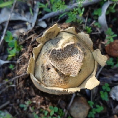 Scleroderma sp. (Scleroderma) at Red Hill Nature Reserve - 3 Jun 2020 by JackyF