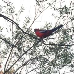 Platycercus elegans (Crimson Rosella) at Curtin, ACT - 6 Jun 2020 by HiHoSilver