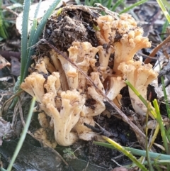 Ramaria capitata var. capitata (Pale cauliflower coral) at Cook, ACT - 29 May 2020 by drakes