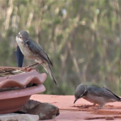 Melithreptus brevirostris (Brown-headed Honeyeater) at Sutton, NSW - 31 Jan 2020 by Whirlwind