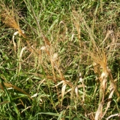 Panicum capillare/hillmanii (Exotic/Invasive Panic Grass) at Molonglo Valley, ACT - 4 Jun 2020 by MichaelMulvaney