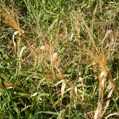 Panicum capillare/hillmanii (Exotic/Invasive Panic Grass) at Molonglo Valley, ACT - 4 Jun 2020 by MichaelMulvaney