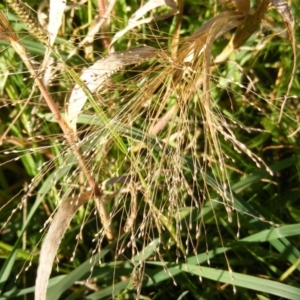 Panicum capillare/hillmanii at Molonglo Valley, ACT - 4 Jun 2020