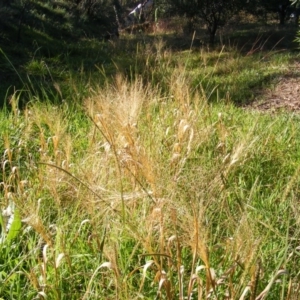 Panicum capillare/hillmanii at Molonglo Valley, ACT - 4 Jun 2020