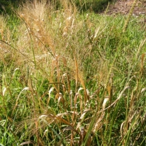 Panicum capillare/hillmanii at Molonglo Valley, ACT - 4 Jun 2020