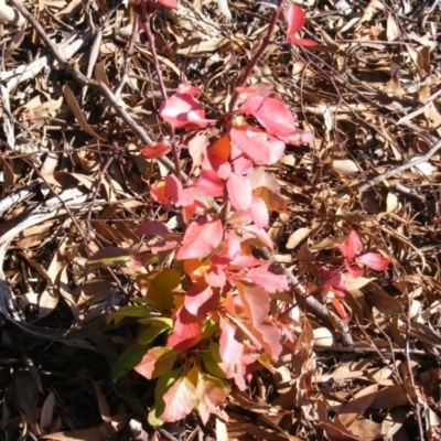 Pyrus ussuriensis (Manchurian Pear) at Macgregor, ACT - 4 Jun 2020 by MichaelMulvaney