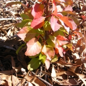 Pyrus ussuriensis at Macgregor, ACT - 4 Jun 2020