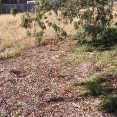 Pyrus ussuriensis at Macgregor, ACT - 4 Jun 2020