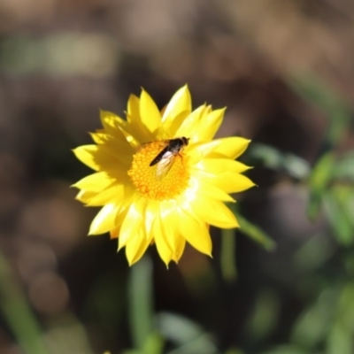 Rhagionidae (family) (A snipe fly) at Mount Painter - 11 May 2020 by Tammy