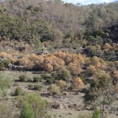 Acacia doratoxylon (Currawang) at Tuggeranong DC, ACT - 20 Feb 2020 by michaelb