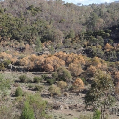 Acacia doratoxylon (Currawang) at Bullen Range - 20 Feb 2020 by michaelb