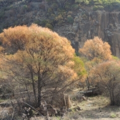 Acacia doratoxylon at Tuggeranong DC, ACT - 20 Feb 2020