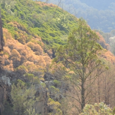 Acacia doratoxylon (Currawang) at Bullen Range - 20 Feb 2020 by michaelb