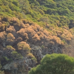 Acacia doratoxylon at Paddys River, ACT - 20 Feb 2020