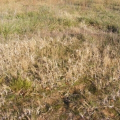 Panicum capillare/hillmanii (Exotic/Invasive Panic Grass) at Curtin, ACT - 5 Jun 2020 by MichaelMulvaney