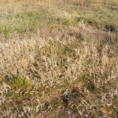 Panicum capillare/hillmanii (Exotic/Invasive Panic Grass) at Curtin, ACT - 5 Jun 2020 by MichaelMulvaney