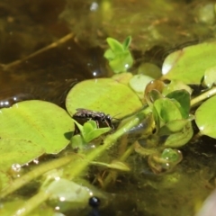 Unidentified Bee (Hymenoptera, Apiformes) at Cook, ACT - 28 Nov 2019 by Tammy