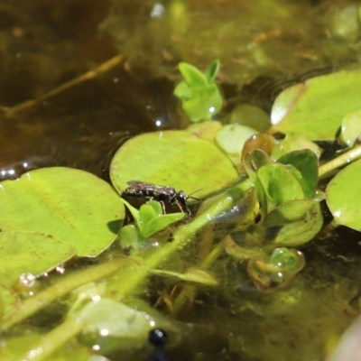 Unidentified Bee (Hymenoptera, Apiformes) at Cook, ACT - 28 Nov 2019 by Tammy