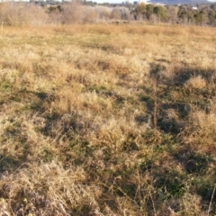 Panicum capillare/hillmanii (Exotic/Invasive Panic Grass) at Yarralumla, ACT - 5 Jun 2020 by MichaelMulvaney