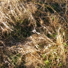 Panicum capillare/hillmanii at Yarralumla, ACT - 5 Jun 2020