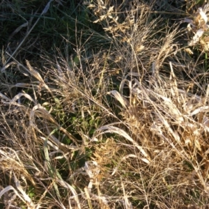 Panicum capillare/hillmanii at Yarralumla, ACT - 5 Jun 2020