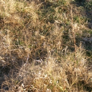 Panicum capillare/hillmanii at Yarralumla, ACT - 5 Jun 2020