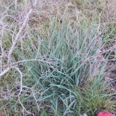 Dianella sp. aff. longifolia (Benambra) (Pale Flax Lily, Blue Flax Lily) at Deakin, ACT - 5 Jun 2020 by MichaelMulvaney