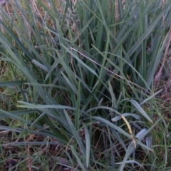 Dianella sp. aff. longifolia (Benambra) at Deakin, ACT - 5 Jun 2020 04:56 PM