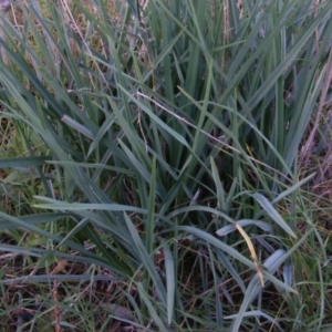 Dianella sp. aff. longifolia (Benambra) at Deakin, ACT - 5 Jun 2020