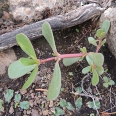 Portulaca oleracea (Pigweed, Purslane) at Bullen Range - 20 Feb 2020 by michaelb