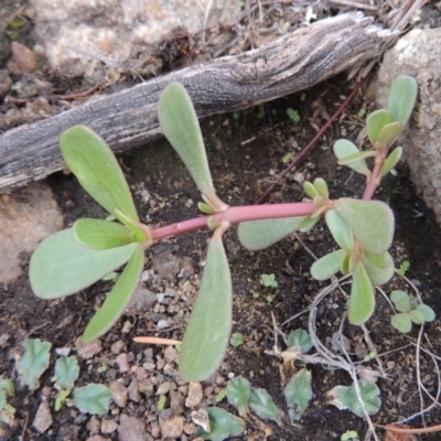 Portulaca oleracea (Pigweed, Purslane) at Bullen Range - 20 Feb 2020 by michaelb
